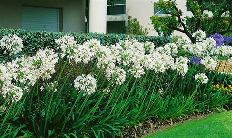 Kvitnúca biela africká ľalia (Agapanthus umbellatus 'ALBUS')