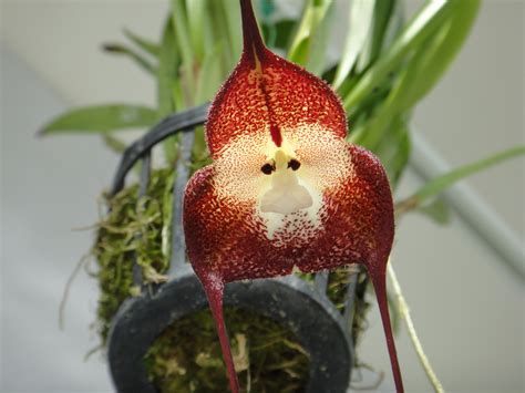 orchidea Dracula simia