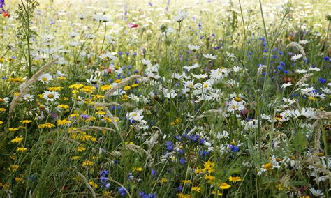 Kvitnúca lúka s rôznorodými rastlinnými druhmi
