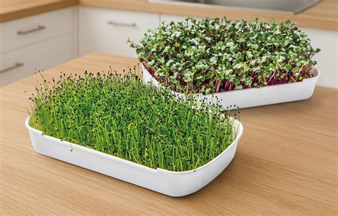 Štartovacia sada na pestovanie microgreens
