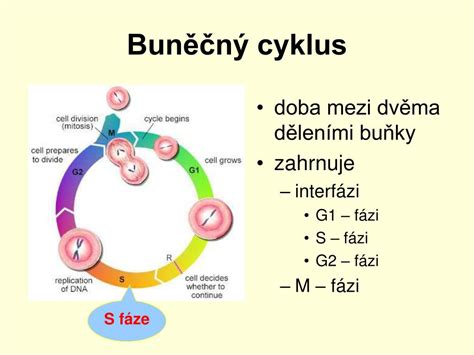 Fázy bunkového cyklu