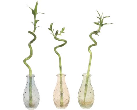 Lucky bamboo v elegantnej sklenenej váze s vodou
