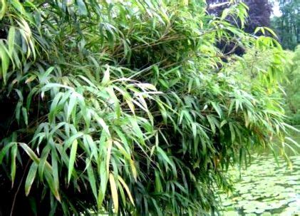 Mrazuvzdorný bambus rodu Phyllostachys pri záhradnom jazierku