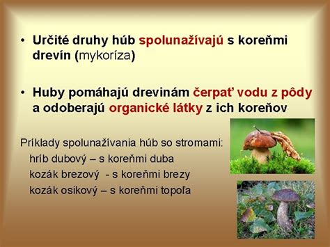 Mykoríza - symbióza húb so stromami