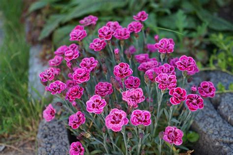 rozmanitosť druhov klinčekov