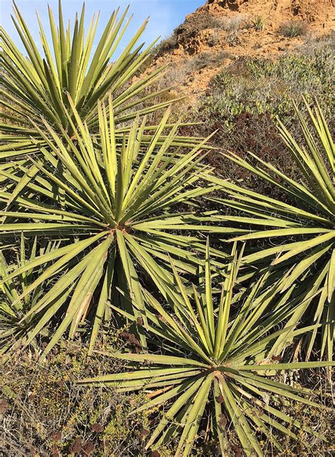 Ilustrácia rastliny Yucca Schidigera v púštnom prostredí