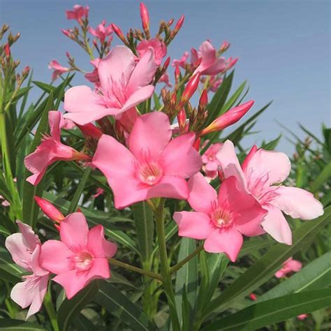Oleander obyčajný (Nerium oleander)