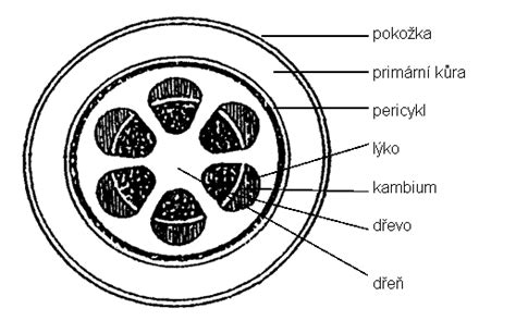 Anatomická stavba stonky mrkvy