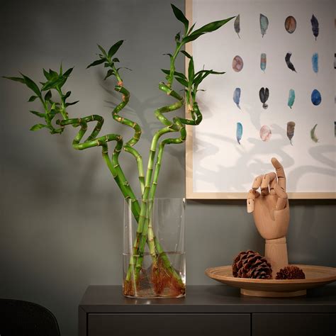 Sklenená váza s Lucky Bamboo ponoreným vo vode, s kamienkami na dne