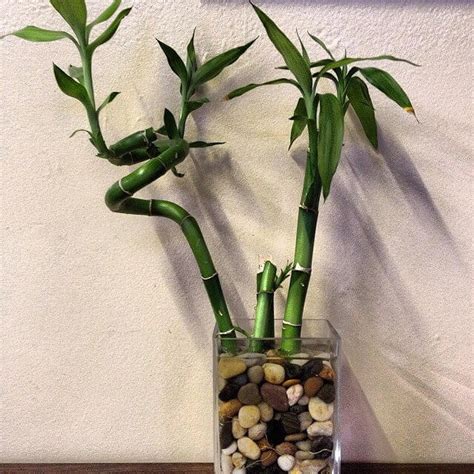 Lucky Bamboo zasadený v kvetináči s rašelinovým substrátom