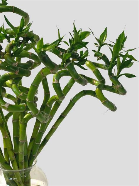 Nákres alebo schéma množenia Lucky Bamboo stonkovými rezmi