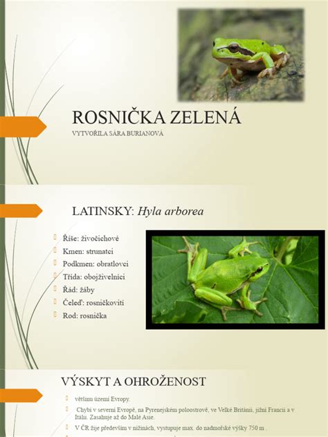 Samec rosničky zelenej s nafúknutým rezonančným vakom