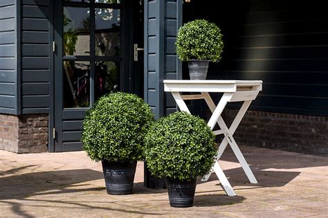 Umelý buxus ako dekorácia vstupu do domu
