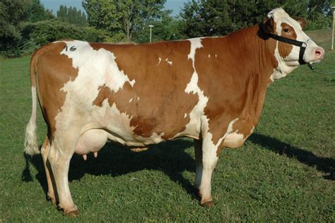 Slovenské strakaté kravy na pastvinách Agrofarmy - K