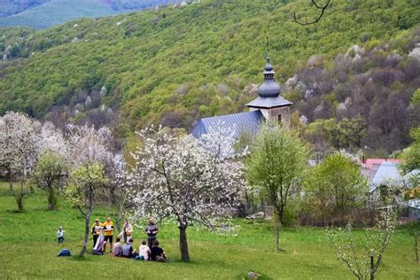 Ľudia piknikujú pod rozkvitnutými sakurami