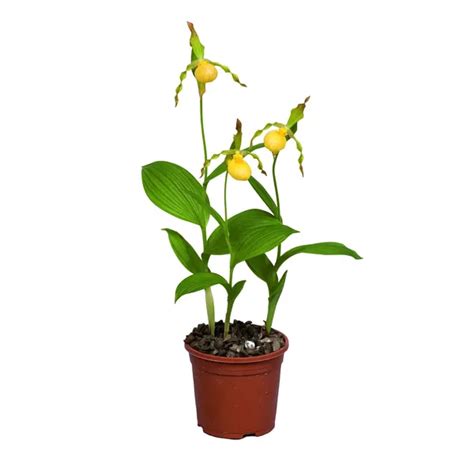Záhradná orchidea papučka v prirodzenom prostredí
