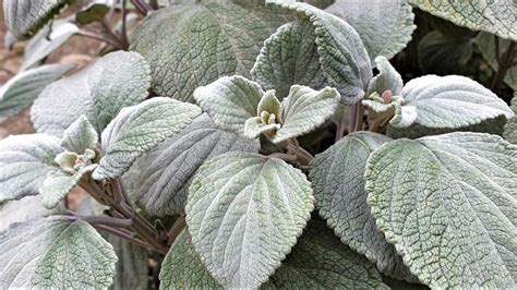 Detail listov a kvetov rastliny Plectranthus argentatus