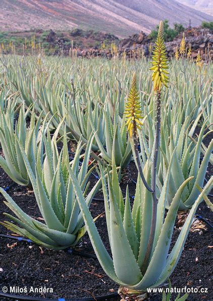 Pravá Aloe Vera: Vzhľad listov a kvetov
