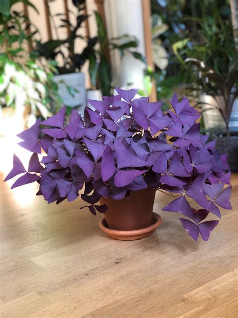Oxalis triangularis s fialovými listami