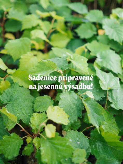 Schéma pestovania hľuzoviek so stromčekmi