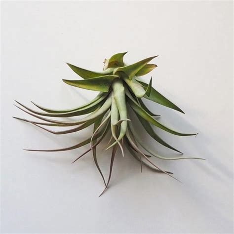 Tillandsia - vzdušná rastlina