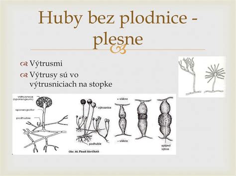 Nepohlavné spóry húb