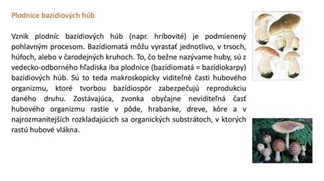 Porovnanie vreckatých a bazídiových húb