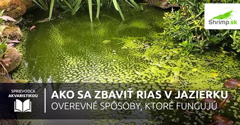 Neresiace sa karasy v jazierku