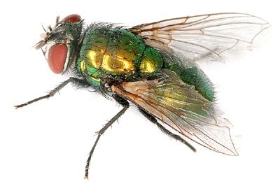 Bzučivka zelená (Lucilia sericata)