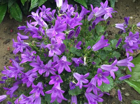Zvonček skalničkový (Campanula portenschlagiana) s modrofialovými kvetmi