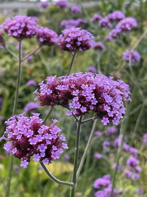 Záhon s kvitnúcou verbena bonariensis