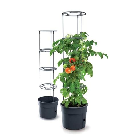 Kvetináče s paradajkami na balkóne