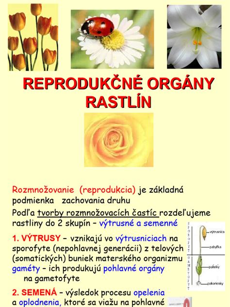 Kvet bršlenu s plodmi