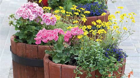 Trvalky pestované v nádobách na balkóne