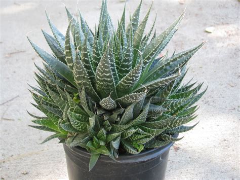 Aloe aristata v kvetináči