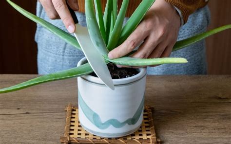 Rozmnožovanie Aloe aristata z listového odrezku