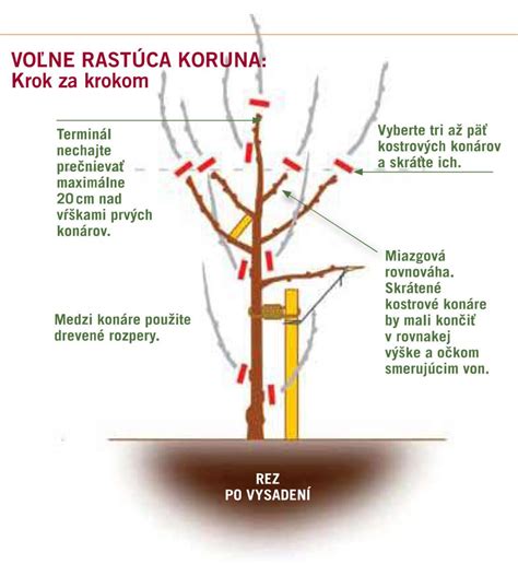 Schéma správneho rezu stoniek kvetov