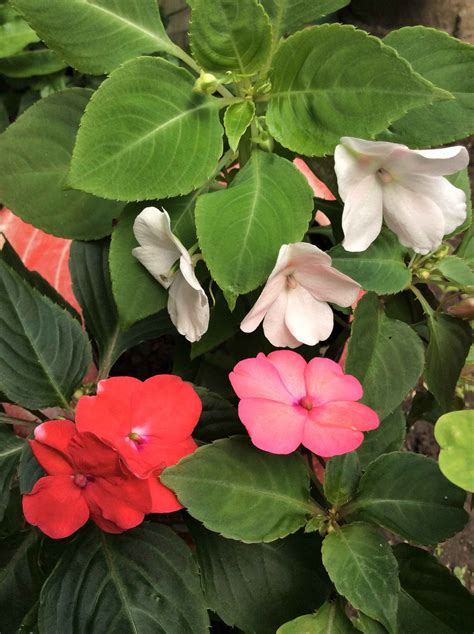 Impatiens walleriana s ružovými kvetmi