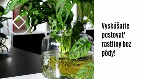 Zakorenené odrezky netýkavky vo vode