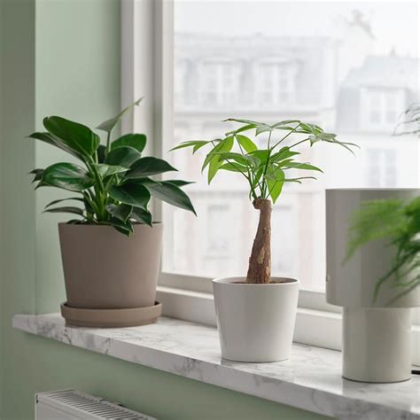 Rastlina netýkavky v interiéri pri okne