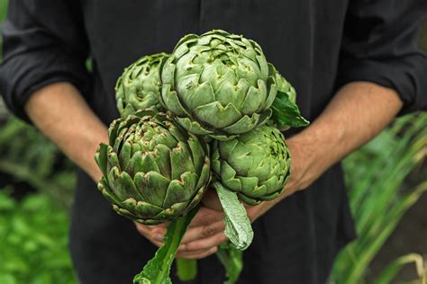 Artičoka zeleninová: Delikatesa a okrasná rastlina