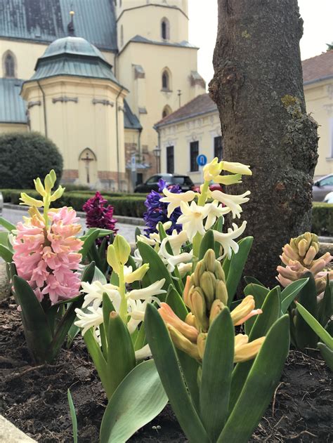 Slnečné stanovište pre hyacinty