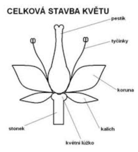 Schéma štruktúry kvetu nezábudky s označením pakorunky
