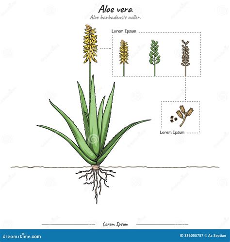 Schéma zloženia Aloe Vera