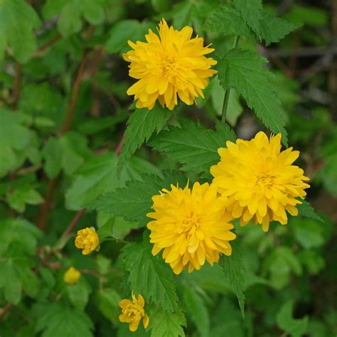Plnokvetá Kerria japonica 'Pleniflora'