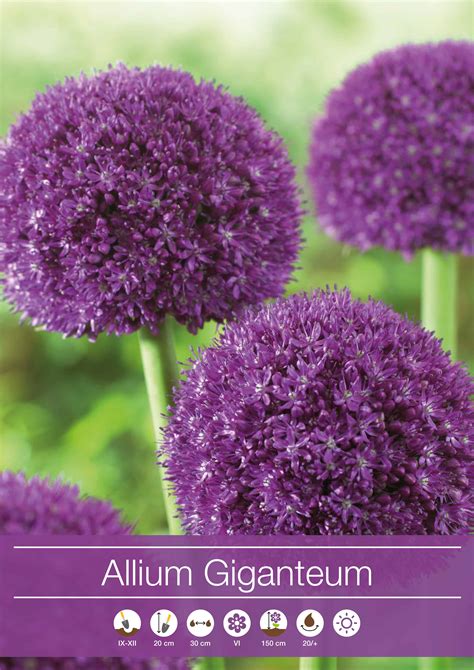 Nákres správnej hĺbky výsadby cibuľovín Allium giganteum