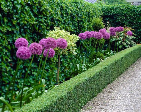 Inšpirácia pre kombinácie Allium giganteum v záhrade