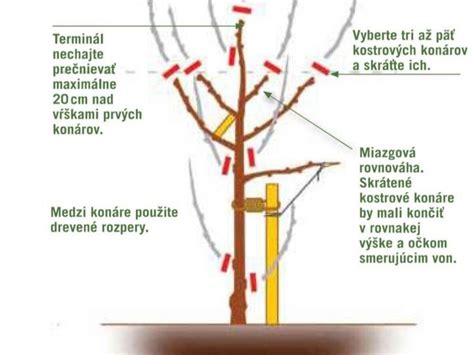 Výsev semien ovocných stromov