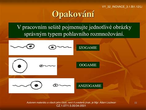 Ilustrácia izogamie a anizogamie u jednobunkovcov