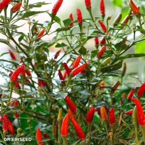 Demon Red chilli papričky